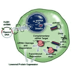 RNA interference img